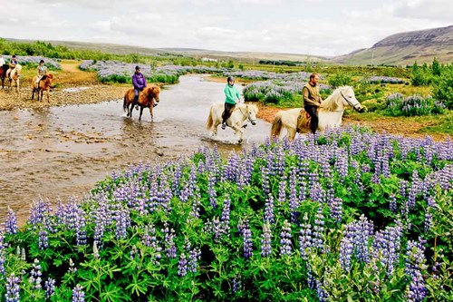 Horse Riding Iceland