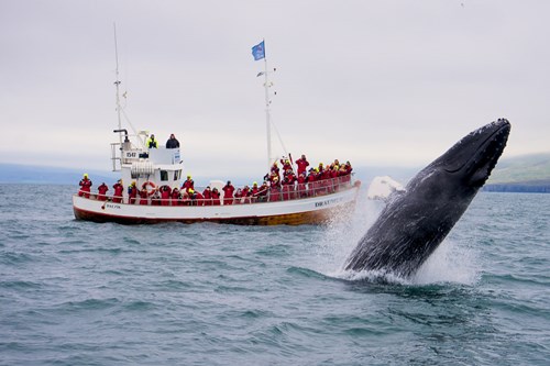Whale Watching Iceland